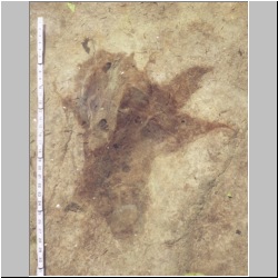 px85b-12-20 dodm2.jpg